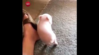 AWW Animals SOO Cute! Cute baby animals Videos Compilation Funniest and Cutest moment of animals #1