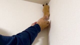 Cute baby animals Videos Compilation cute moment of the animals - Funniest Animals #3 2
