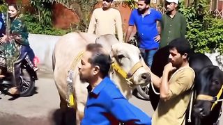 ALHAMDULILLAH ???????? MASHA’ALLAH... - Cow Mandi ( Bakra Eid in pakistan