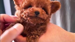 Cute baby animals Videos Compilation cute moment of the animals - Funniest Animals #2