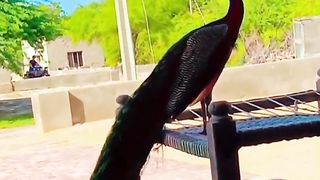 Gorgouse Peacock watch beauty #shorts