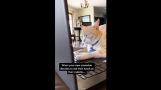 Funny Animal Videos 2023 ???? - Funniest Cats And Dogs Video ???? 3