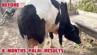 Cow Mandi ( Bakra Eid in pakistan 2