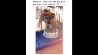 Cute baby animals Videos Compilation cute moment of the animals - Funniest Animals #1