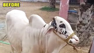 Cow Mandi ( Bakra Eid in pakistan 3