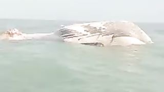 dead whale