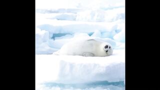 AWW Animals SOO Cute! Cute baby animals Videos Compilation cute moment of the animals #10