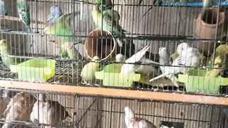 Parinda market | birds market