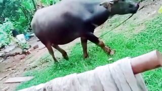 BUFFALO FALL IN THE WELL