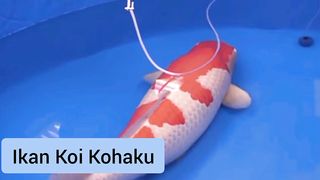 ikan koi Kohaku memang top