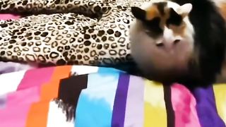 Cute or not