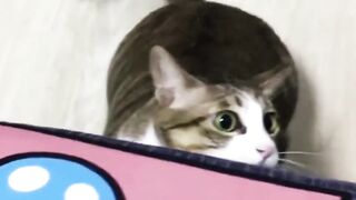 Pet cat 2