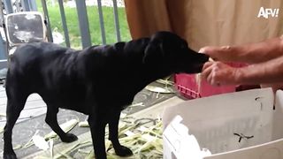 When Animals Get Surprised! | Funny Animal Videos