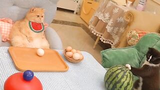 If a cat practices kung fu, even its owner is afraid
