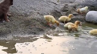 Dogs love ducks