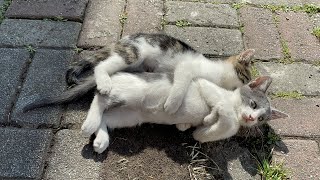 Cute Cat Compilation