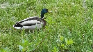 Canard qui se la pete
