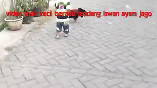 Anak kecil lawan ayam jago