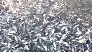ikan patin