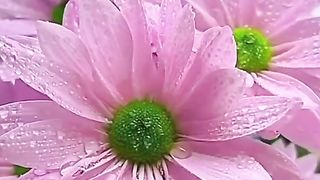 Livewallpapers