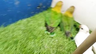 Lovebird 2