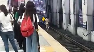 Subway Surfert