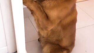 A puppy 2