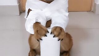 A puppy
