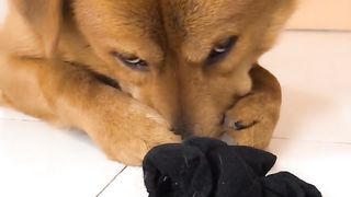 A puppy 3