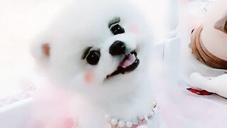 A puppy 4