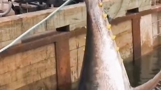 Ikan Tuna besar
