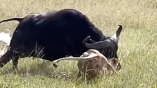 befilow fight with tiger put in her chidld