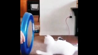 Funny moments with pets