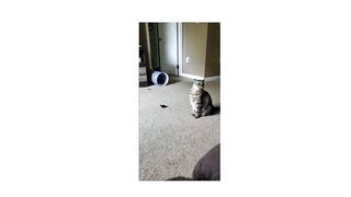 Panic Cats