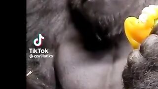 funny funny funny monkey ))))