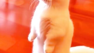 Pet Funny Everyday