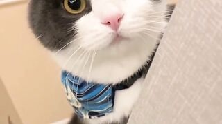 Cat cute department