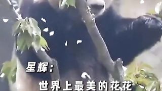 Play with pandas with heartwarming manga! Listen to the pandas' boasting and feel the warmth and healing of a national treasure.