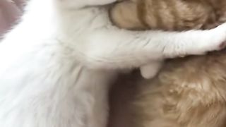Mischievous and cute, so cute and explosive, cute pet debut plan