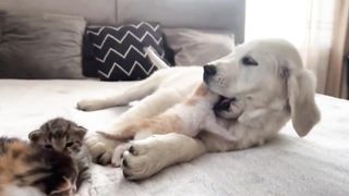 The mother dog and baby cat are so loving and so cute. The story of cats and dogs