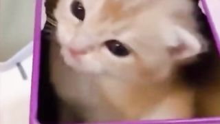 Cats who are forced to open for businessCats and catsCute pet debut planCute pet cats' confusing behaviorChoosy catsPetsCat fightsDaily life