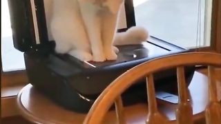The confusing behavior of animals Cute pets