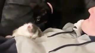 Cats forced to work