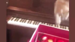 Cats Fighting Bewildering Behavior of Everyday Animals