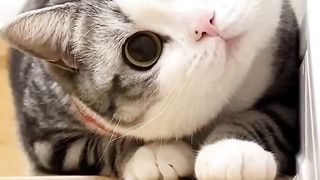 CuteCat 2