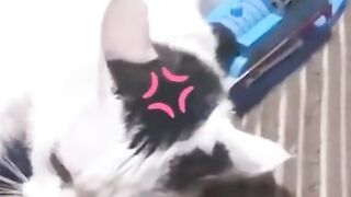 Cat fights daily