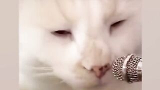 cat pet snatch cat puppet cat