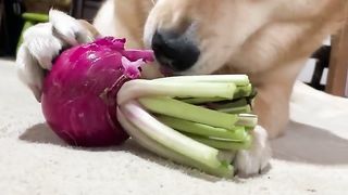 funny daog