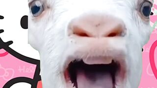 Goat & hello kitty