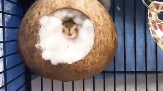 Summer night snacks always fascinate mice